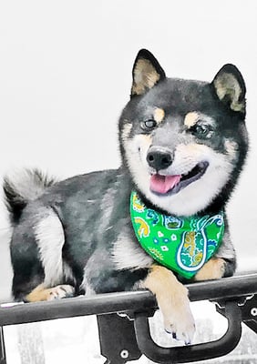 中野めらんちゃん