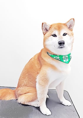 姶良レンちゃん