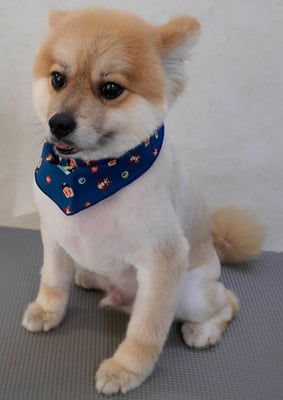 草野マロンちゃん