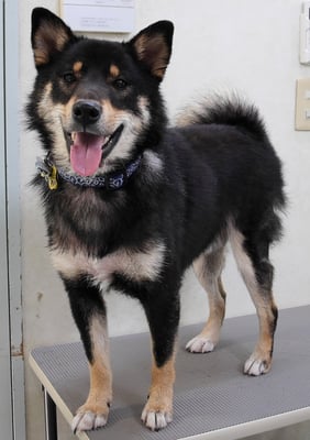 貴島ボタンちゃん