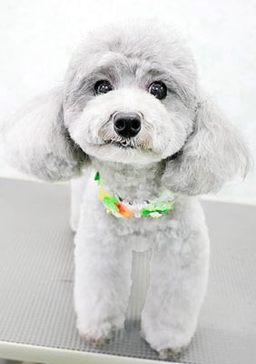 田中ロビンちゃん