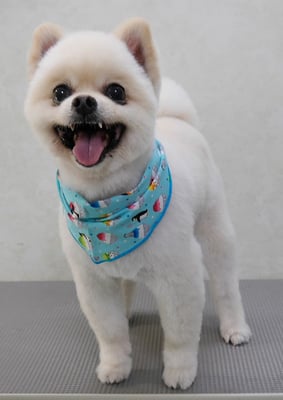 上山マロちゃん