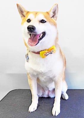 小村ゆずちゃん