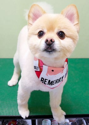 徳留クマちゃん