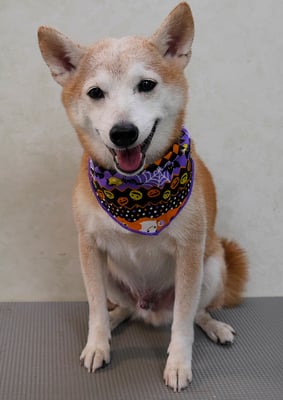 有馬コタロウちゃん