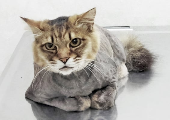 下窪きずちゃん