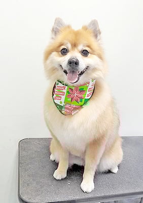 皆元シュワちゃん