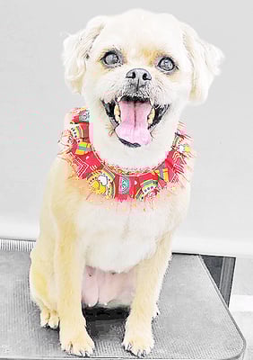 徳田きなこちゃん