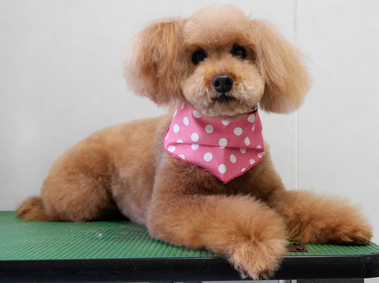 上小鶴チェリーちゃん