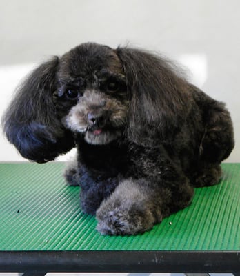 森崎ラブちゃん