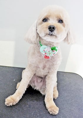 鎌田ミントちゃん