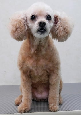 川原モップちゃん