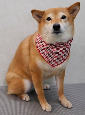 有馬コナツちゃん