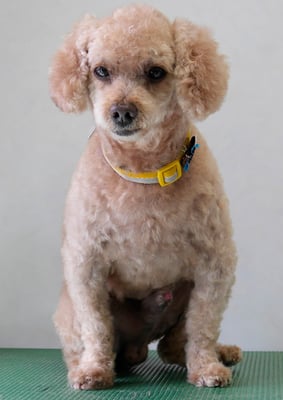 小森園ハルミちゃん