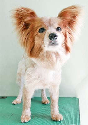 東郷美音ちゃん