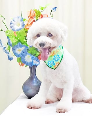 石元ポチャちゃん