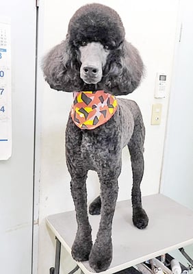 中野小豆ちゃん