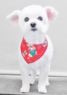 橋口リリィちゃん