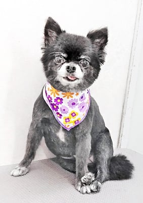 森崎シロちゃん