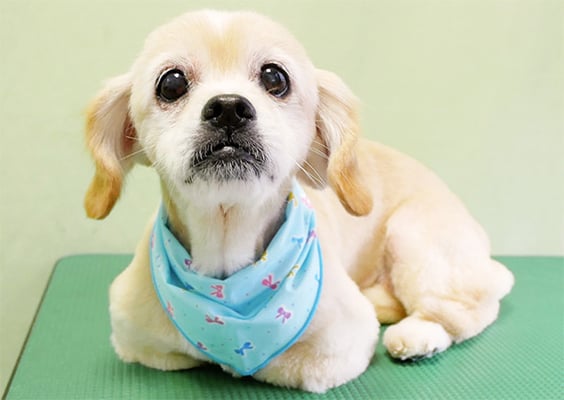 濱平メルちゃん