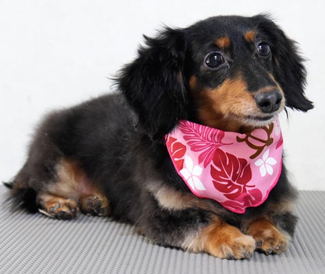 山下まるちょんちゃん