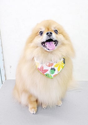 大井ポンタちゃん