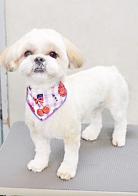 柳田モカちゃん