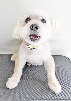 塩田ショコラちゃん