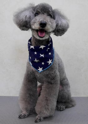 板敷コナンちゃん