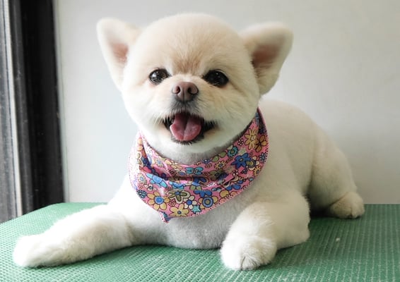 千葉チビちゃん