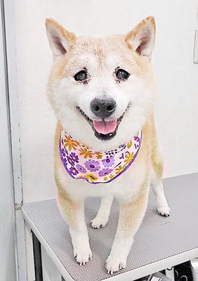 中森ラフちゃん