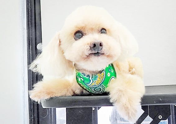 野口ティガちゃん