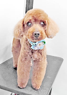 佐々木マルちゃん