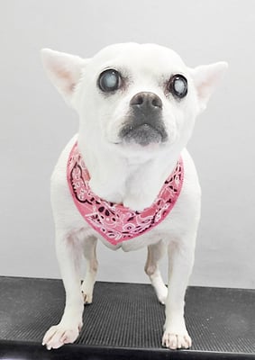 新山ランちゃん