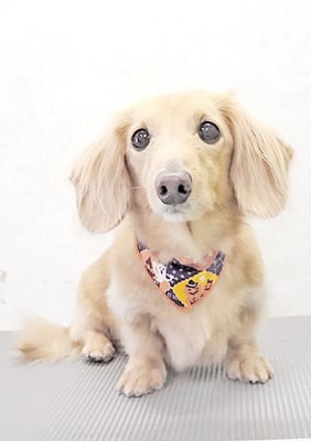 徳永コロンちゃん