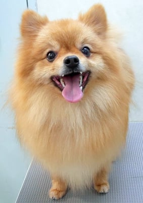 大井ポンタちゃん