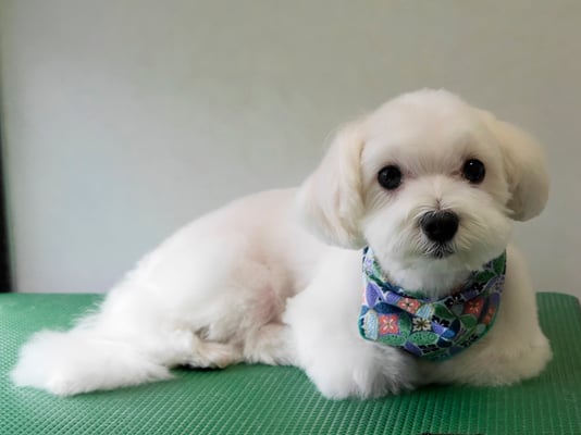 高橋マルちゃん