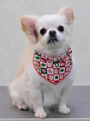 森崎ヒメちゃん