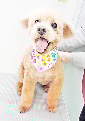 中野こむぎちゃん