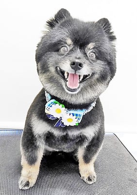 福山ポパイちゃん