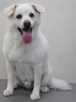 宮屋敷ボンタちゃん