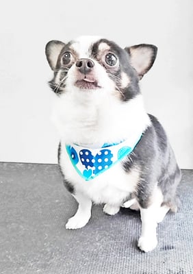 大山ビビちゃん