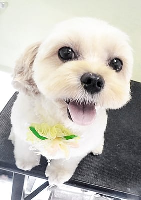 山本ボンちゃん