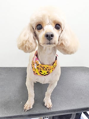 中村てぃーちゃん