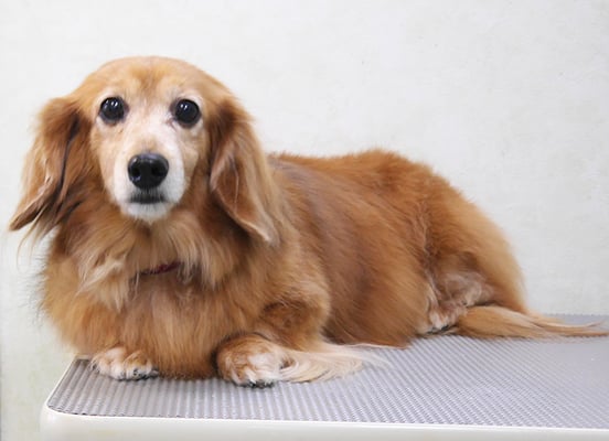 川吉モモちゃん