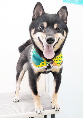 中野めらんちゃん