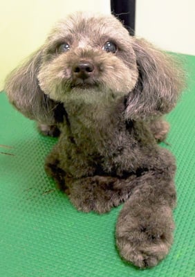 森崎ラブちゃん