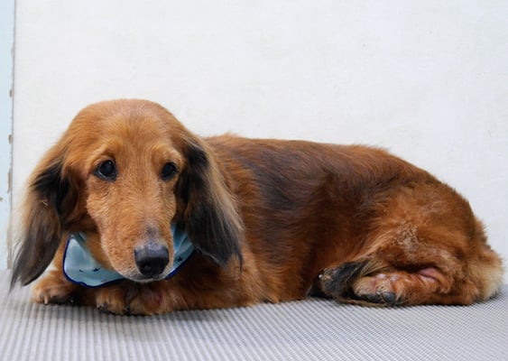 下唐湊モモちゃん