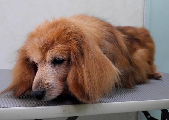 川吉モモちゃん