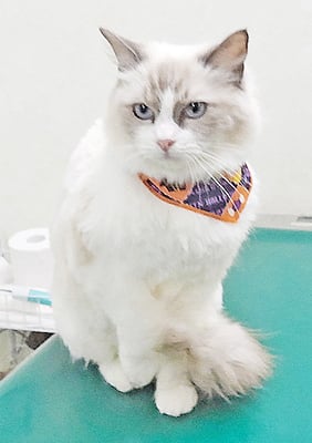 尾上ココちゃん